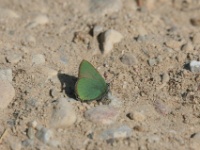 2016-05-08 09h52m29 - Groentje - Gerda van der Meer
